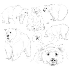 animal sketches animal drawings drawing sketches drawing animals bear sketch bear