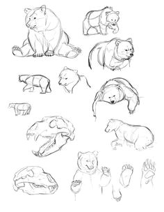 drawings of bears animal drawings animal sketches art drawings art sketches