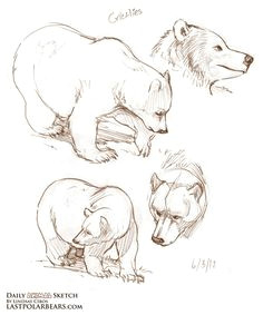 lindsay cibos art blog daily animal sketch grizzlies and polar bears polar bear