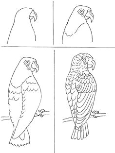 parrot tutorial art class ideas art worksheets bird drawings drawing birds small