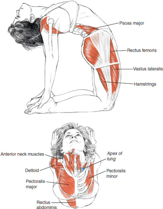 ustrasana camel works the psoas thighs hammies lungs neck delts pecks and the muscles