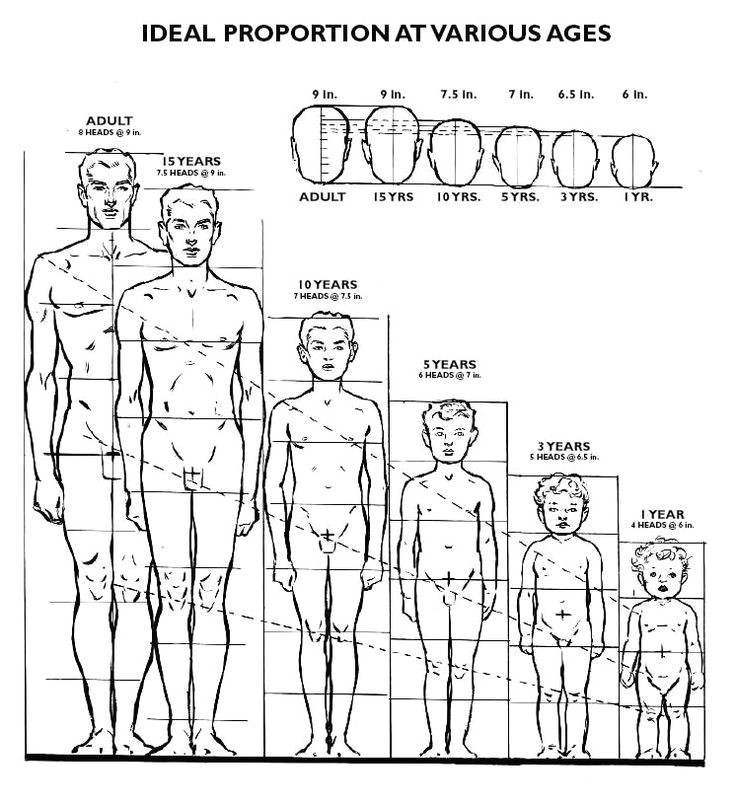 adult 8 heads tall with a head size of 9 inches children 15 year old 7 1 2 heads tall with a head size of 9 inches artists drawings fig