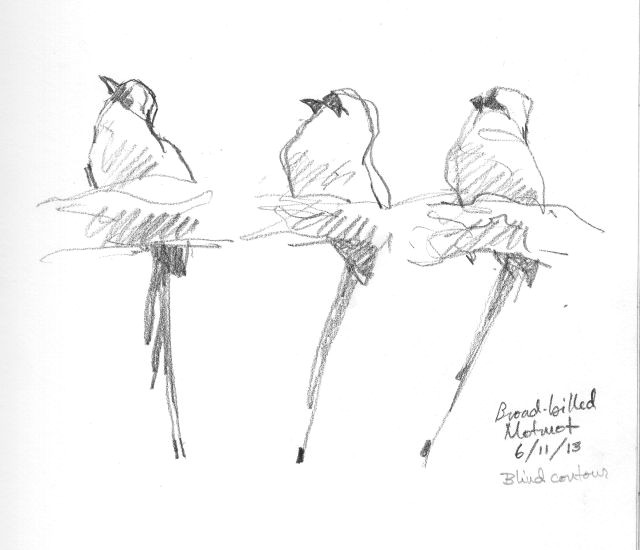 broad billed motmot three poses one bird drawn through the scope 6b pencil on robert bateman sketchbook 8 1 2 x 11 barro colorado isl