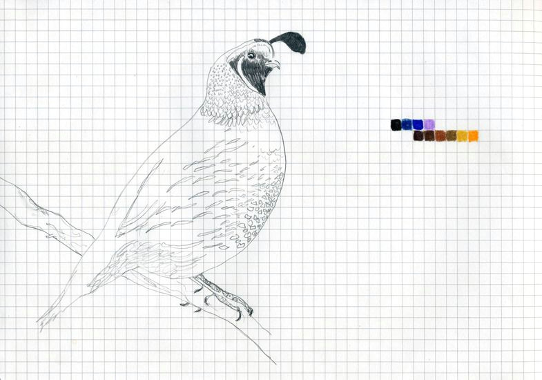 color chart drawing california quail 2011 graphite and color pencil on grid paper 9 2 3 x 6 3 4 inches