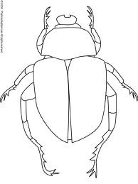 Drawing 9f Drawing Of Dung Beetle Clearly Shows Different Body Parts Study for