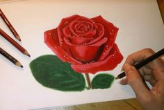 drawing a rose with colored pencils