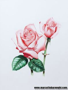 35 beautiful flower drawings and realistic color pencil drawings