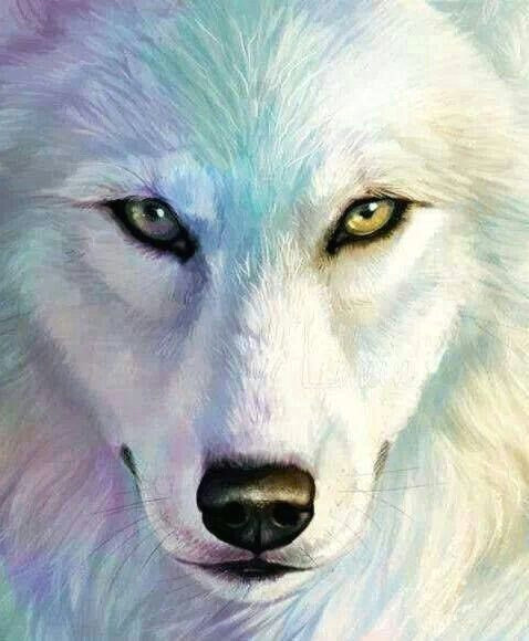 beautiful wolf drawings wolf eye drawing husky drawing beautiful wolves animals beautiful