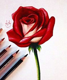 Drawing A Beautiful Rose 25 Beautiful Rose Drawings and Paintings for Your Inspiration