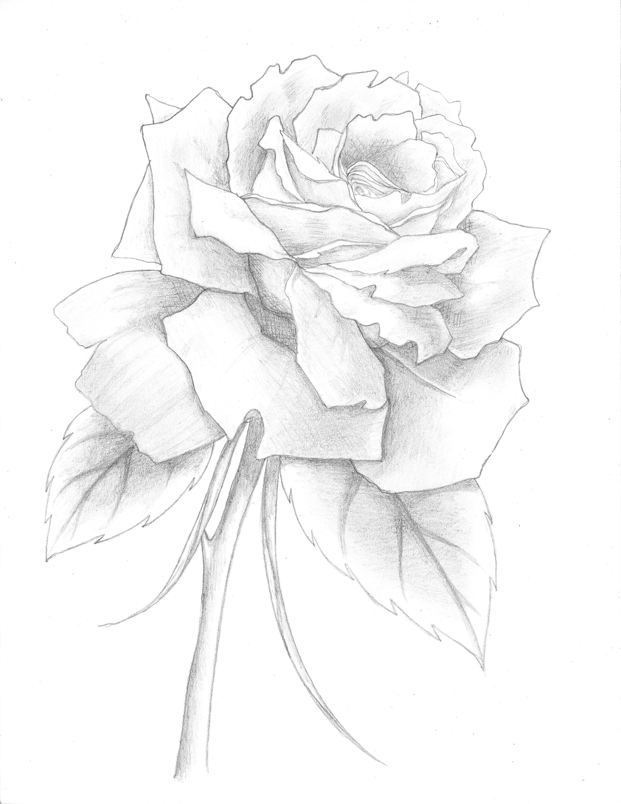 a delicate beautiful rose