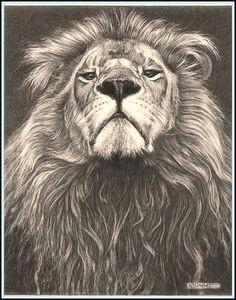 head of the family lion fine art pencil drawings