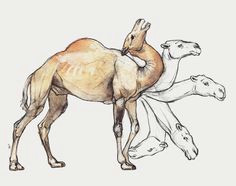 vitruvian camel dromedary camel animals desert art drawing