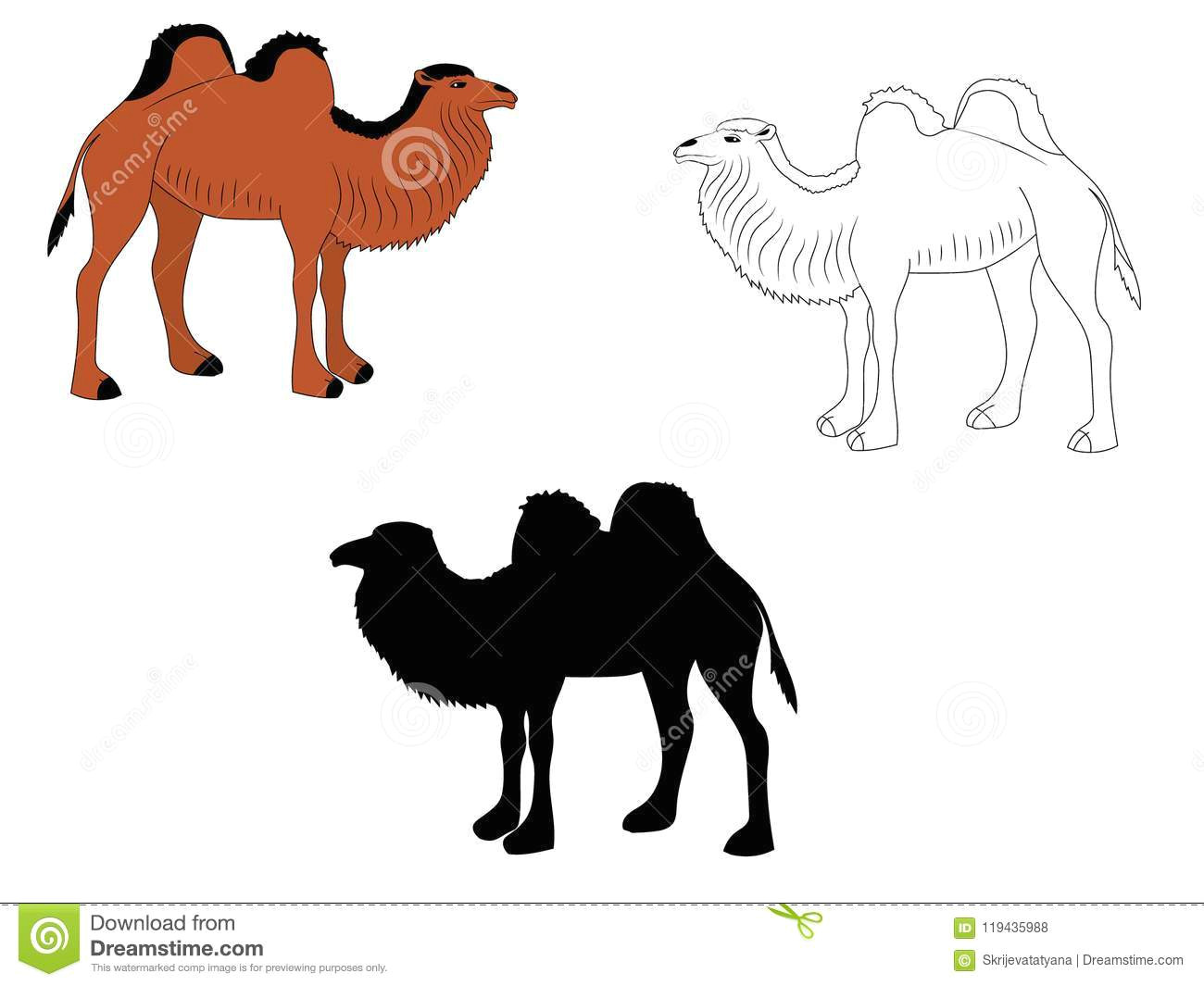 colored outline and silhouette of camels illustrations for kids coloring book