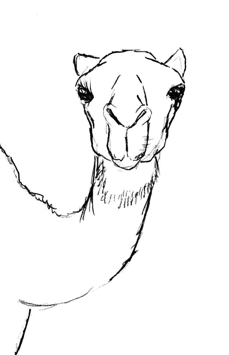 draw camel head