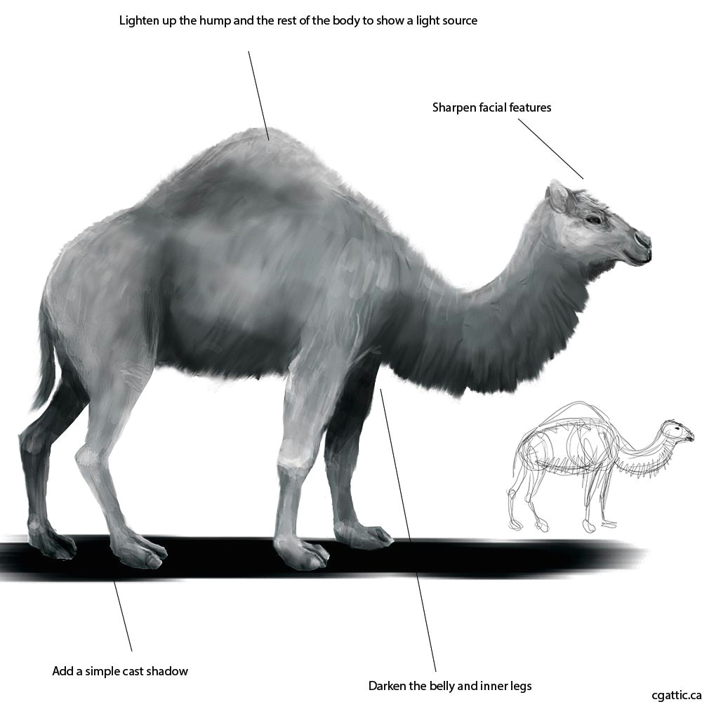 camel drawing step 4 use the dodge and burn tools here to glaze in areas of light and shadow on the camel try to focus on the underbelly the neck region