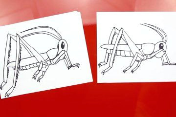 4e0b0daa40623188c7f2b0f8e62aeb5e learn how to draw grasshoppers jpg
