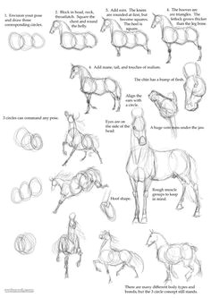 how to draw animals horse more horse
