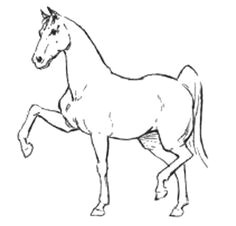 how to draw a horse step by step penciling drawing