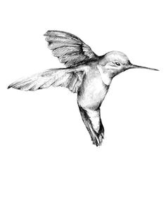 hummingbird tattoo black hummingbird drawing hummingbirds vintage bird tattoo black and gray