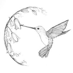 image result for black and white hummingbird drawing