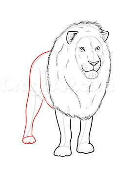 drawing a realistic lion step 9
