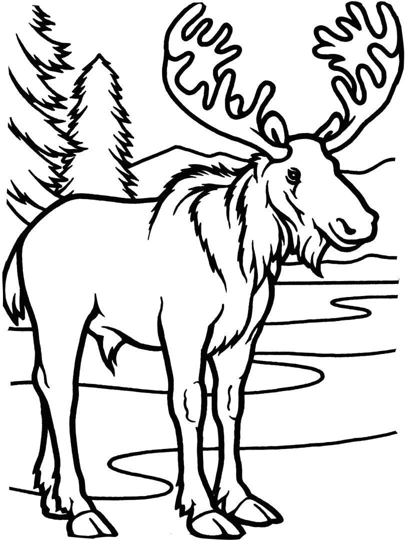 moose bull coloring page from moose category select from 25529 printable crafts of cartoons nature animals bible and many more