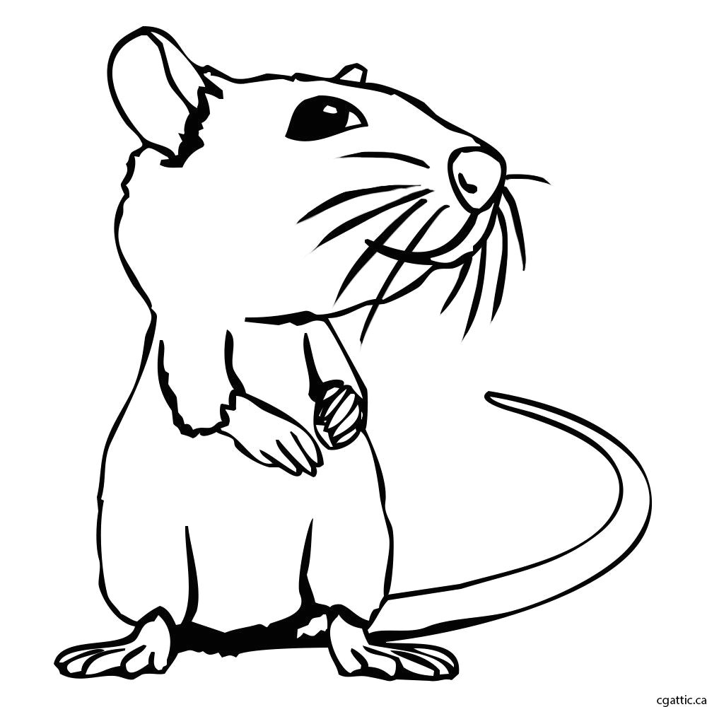 rat cartoon drawing step 2 trace over the initial sketch to form a tidy line drawing of an rat