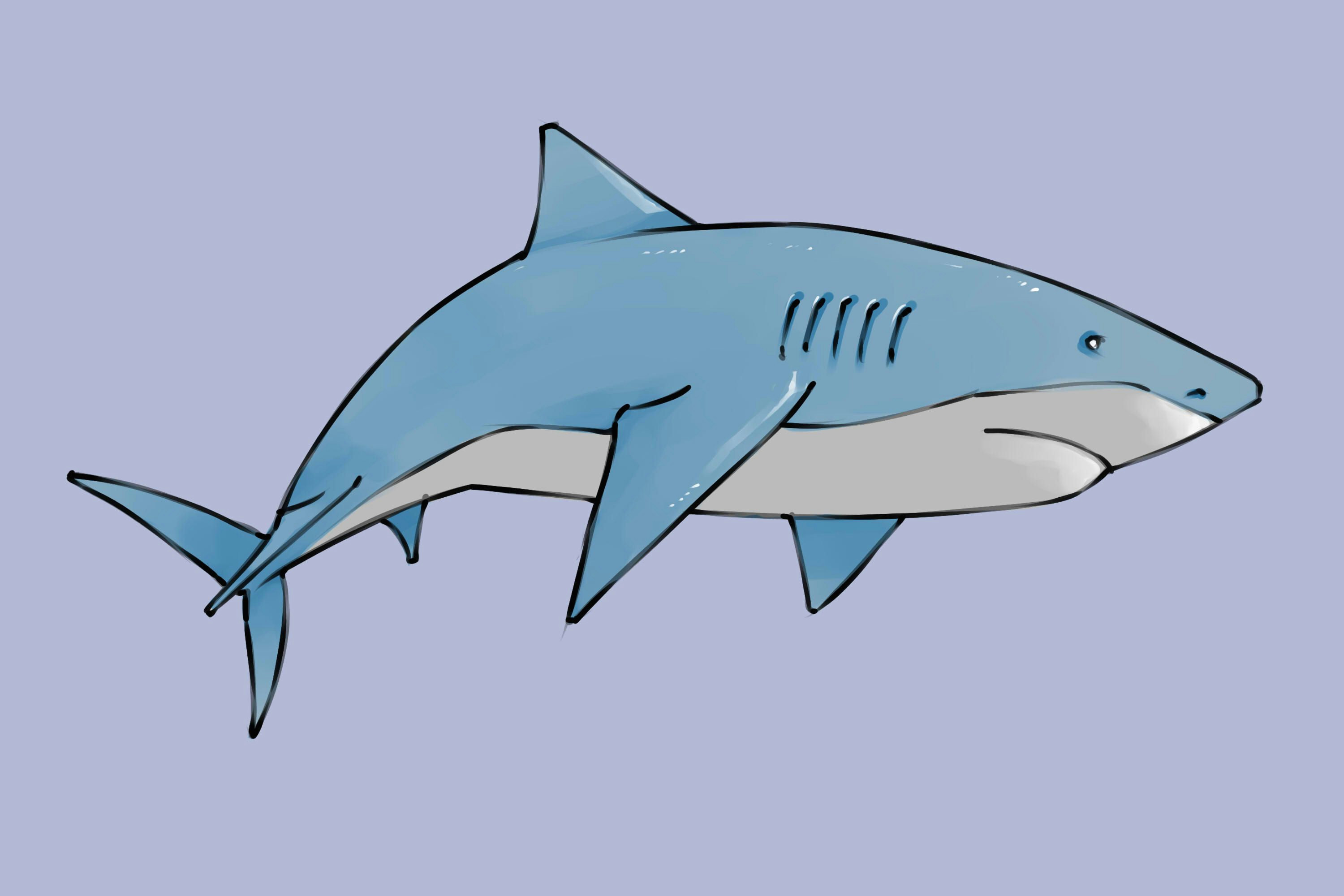 how to draw a shark via wikihow com