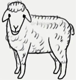 how to draw a sheep drawing lessons