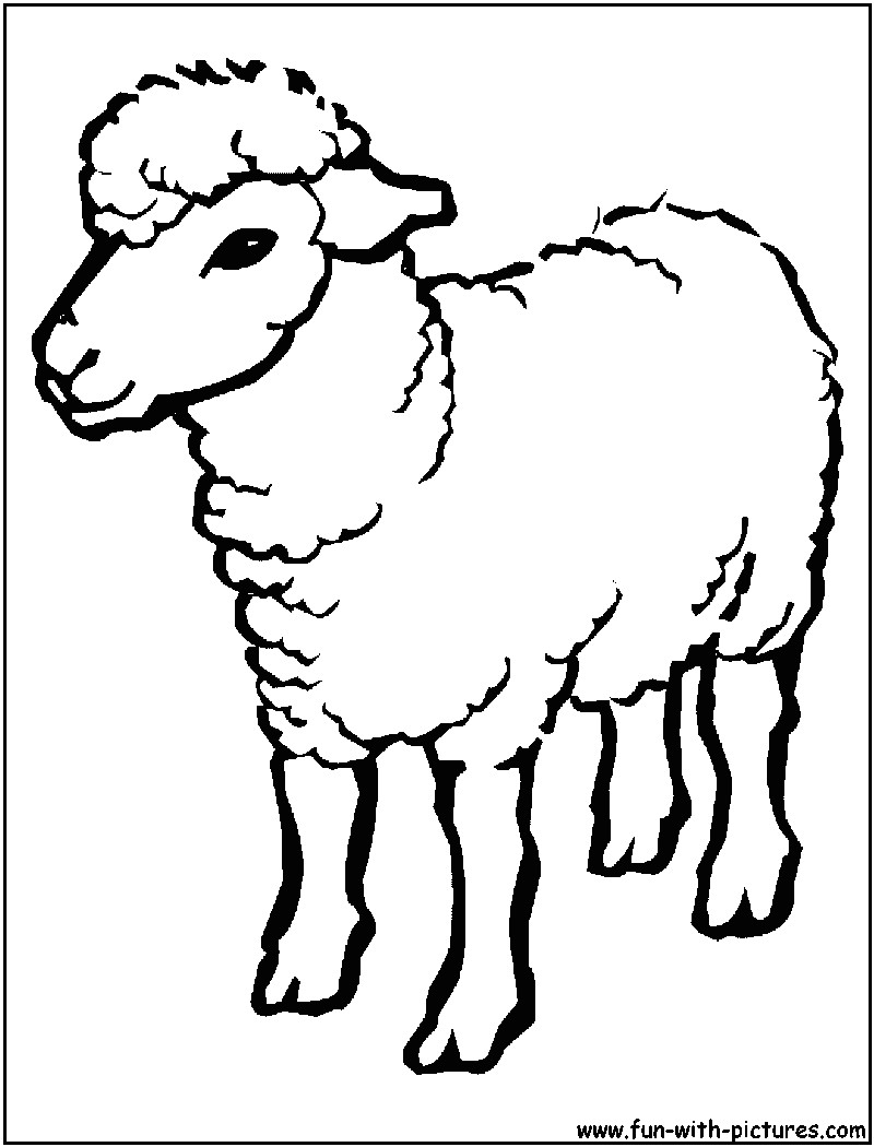 sheep coloring page