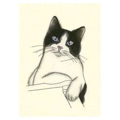 cat drawing earl 4 x 6 print of original drawing cat art print