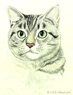 draw a majestic cat in colored pencil