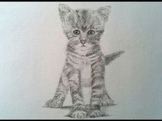 how to draw a realistic cat drawing a kitty cat