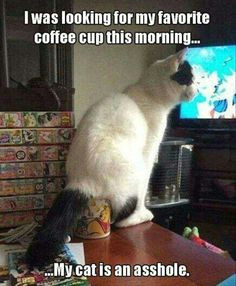 coffee cup morning coffee hate cats crazy cats silly cats funny