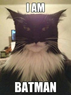 or is that catman batman fazer selfie batman cat real batman photo