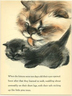 impresia n por clare turlay newberry 1937 c cat posters