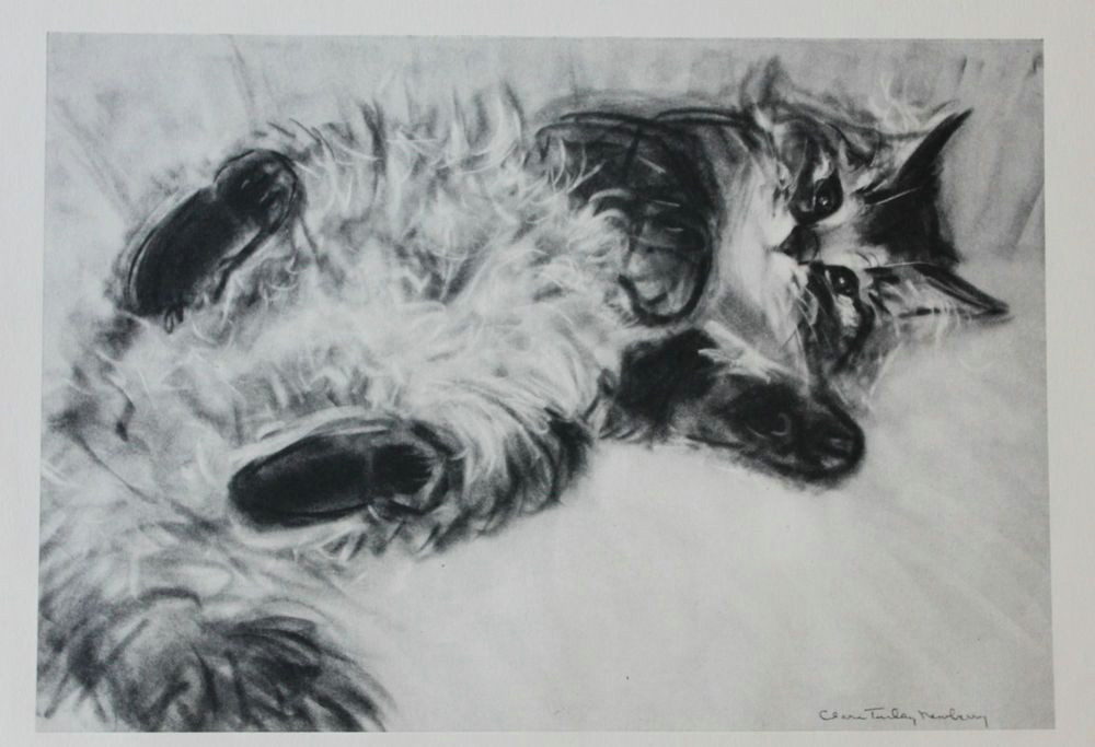 clare turlay newberry vintage original art print charcoal cat kitten mid century