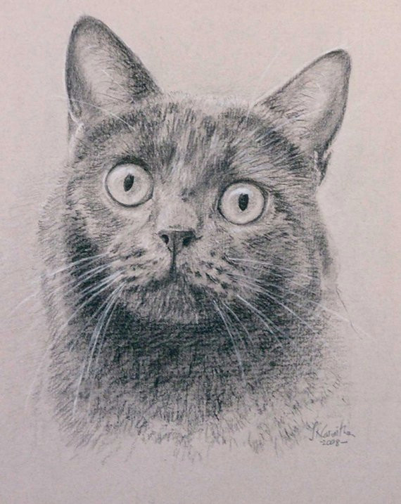 cat portrait pet portrait custom cat drawing carbon pencil on ingres paper lowest price is 5