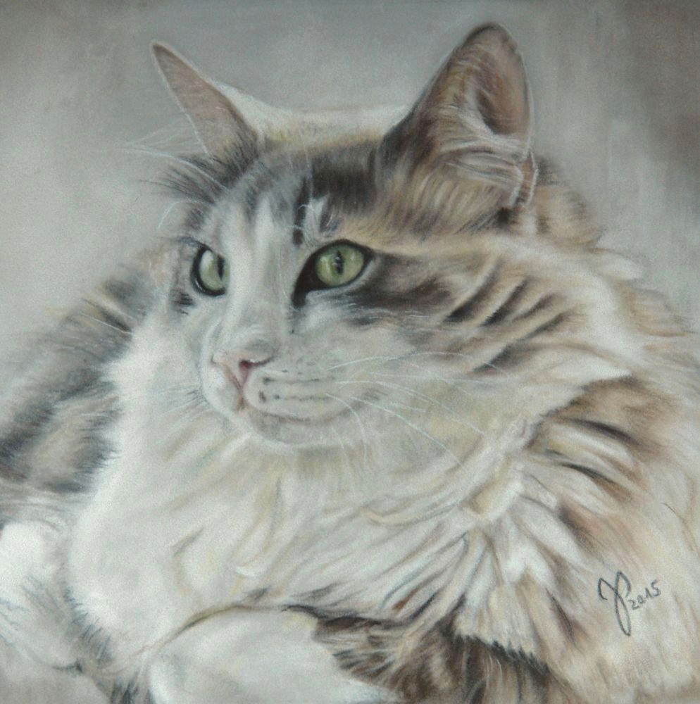 katzenportrait starsky zeichnung katze pastell cat portrait cat painting pastel jutta pallasch