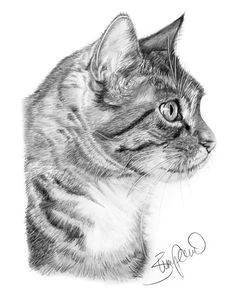 cat profile pencil drawing by wendy zumpano www pencilportraitcards com