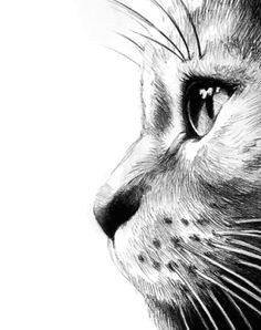cat in profile cat profile profile drawing cat eyes drawing cat doodle