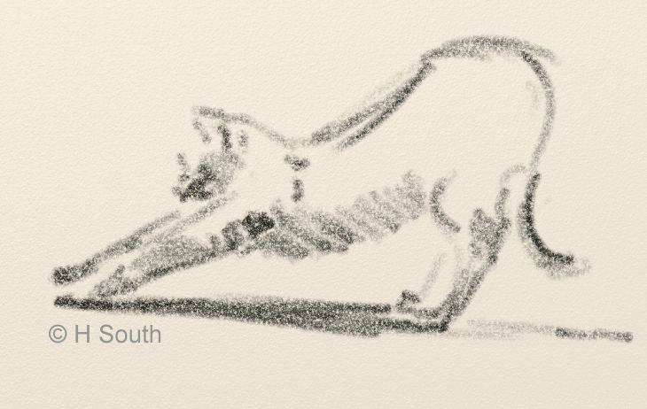 sketch of a cat stretching