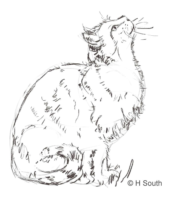 cat sketch2 56a26dbc5f9b58b7d0ca30ff jpg