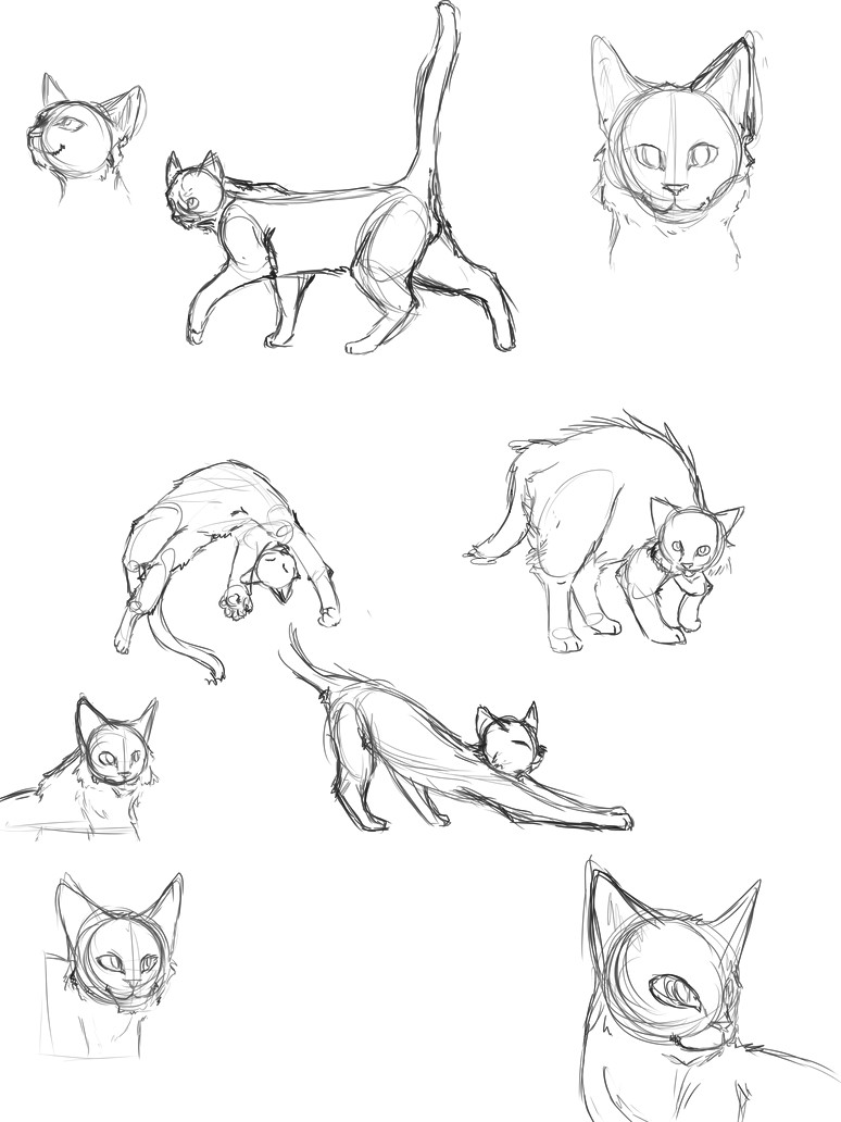 cat anatomy thingies seiishin draw tips cat reference drawing reference animal