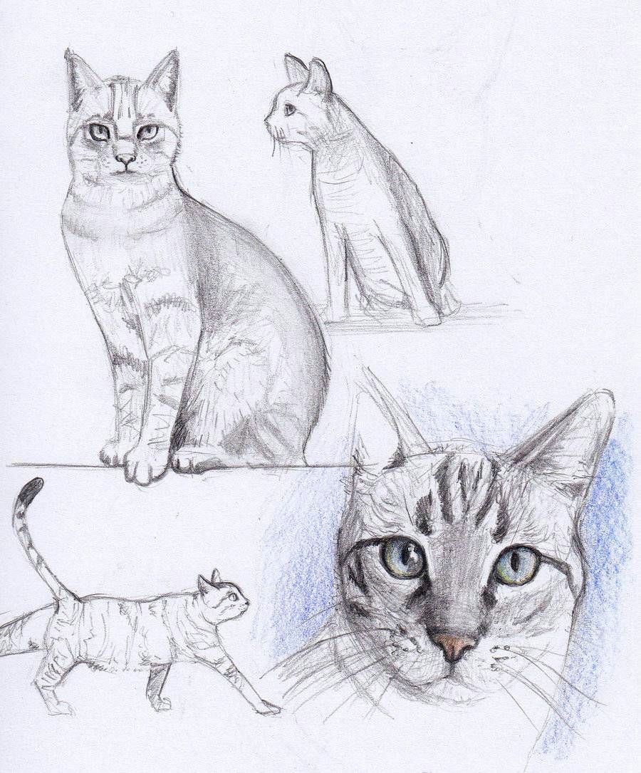 cat drawing