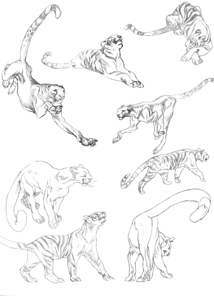 animal sketches animal drawings drawing sketches drawing tips tiger drawing tutorial