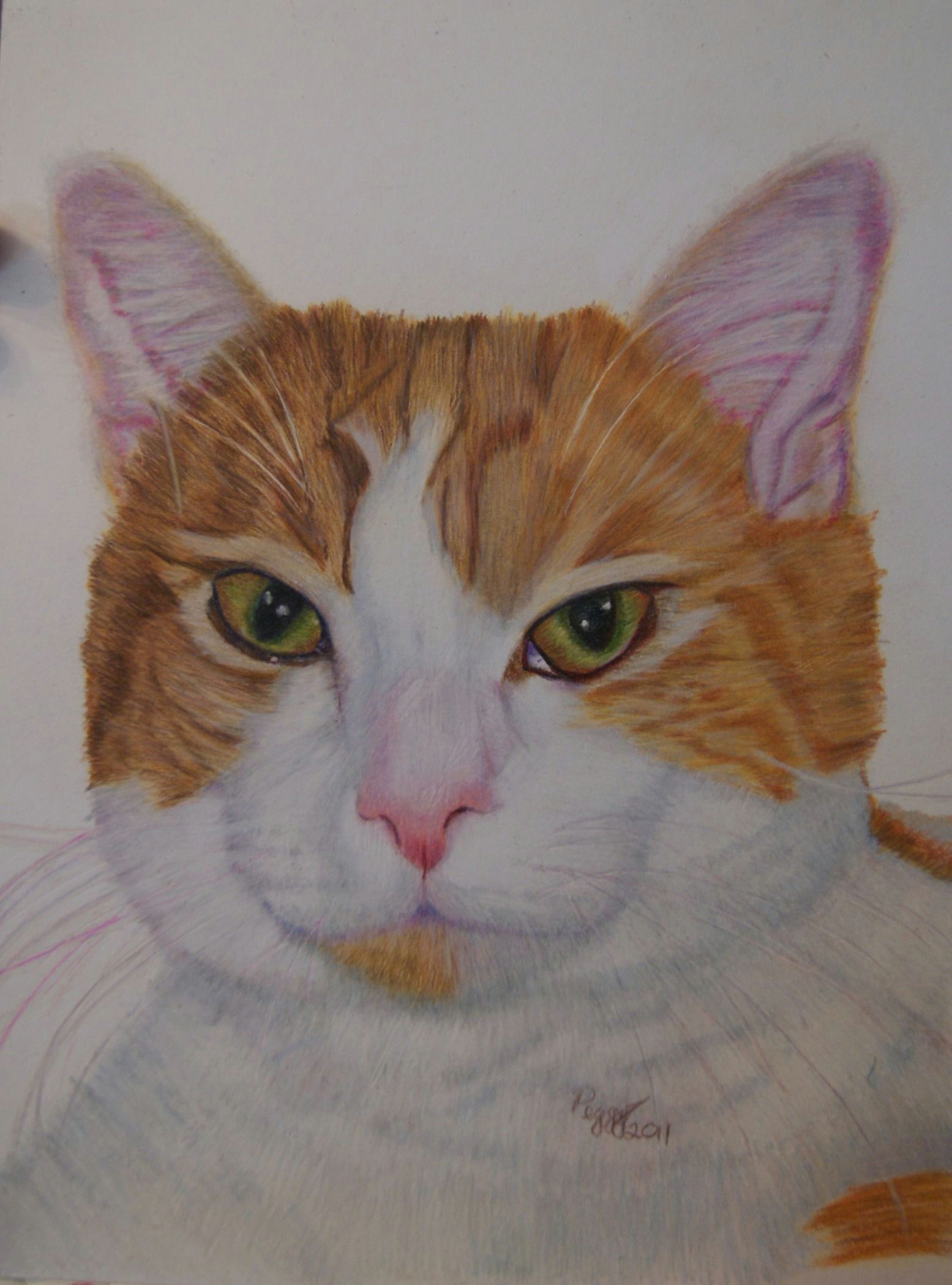 a colored pencil drawing ofjean luc my niece s cat she lost him far too young and i drew this as a special memorial for her wookey bear