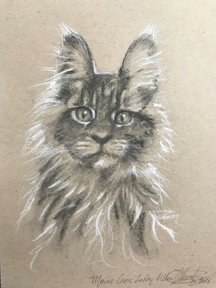 original charcoal drawing kitten maine coon cat pastel fine art american usa realism