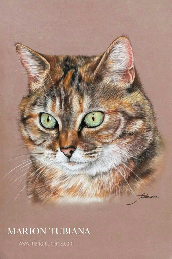 pastel drawing cat drawing pastel portraits pet portraits scratchboard art pastel