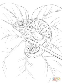 common chameleon super coloring blank coloring pages free printable coloring pages coloring books